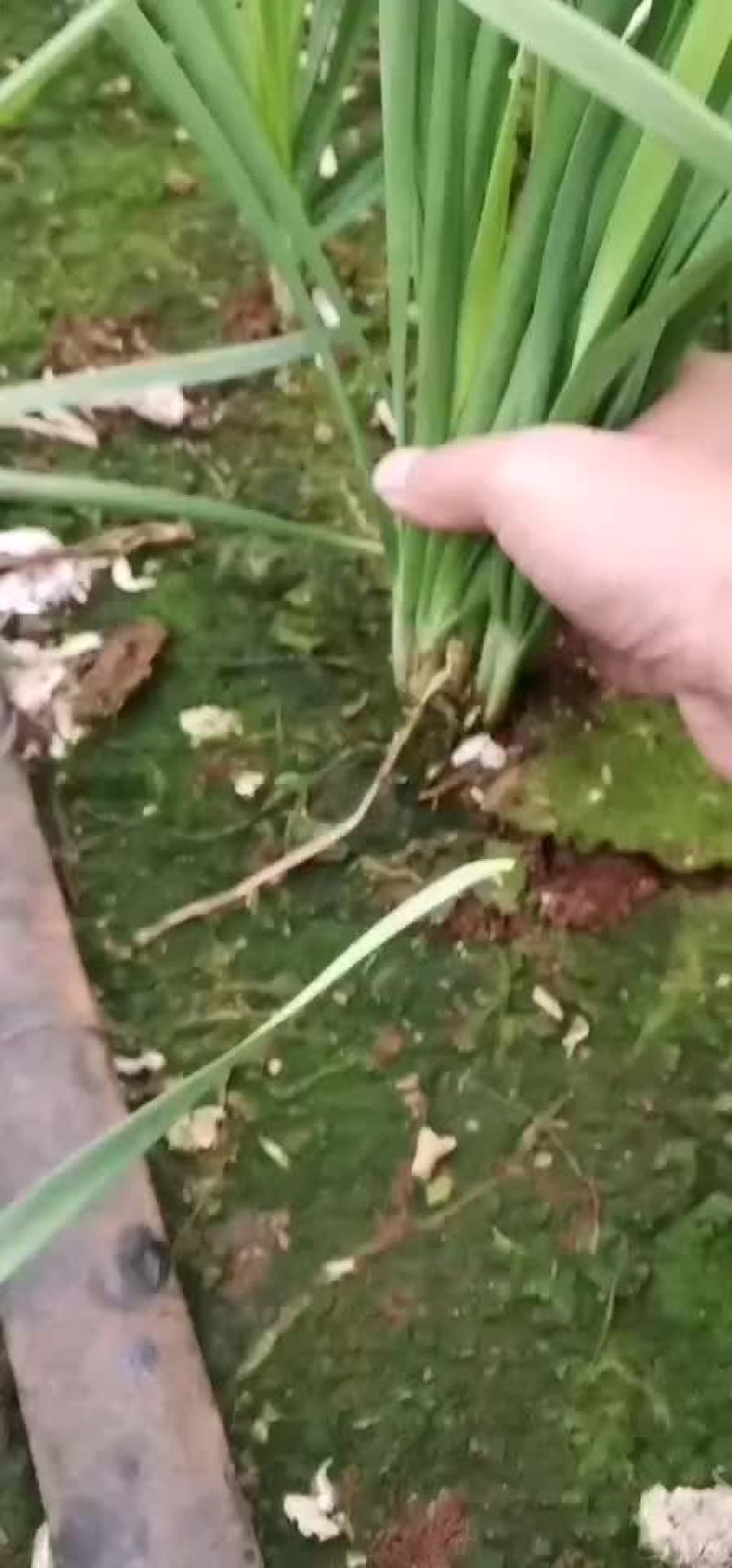 韭菜