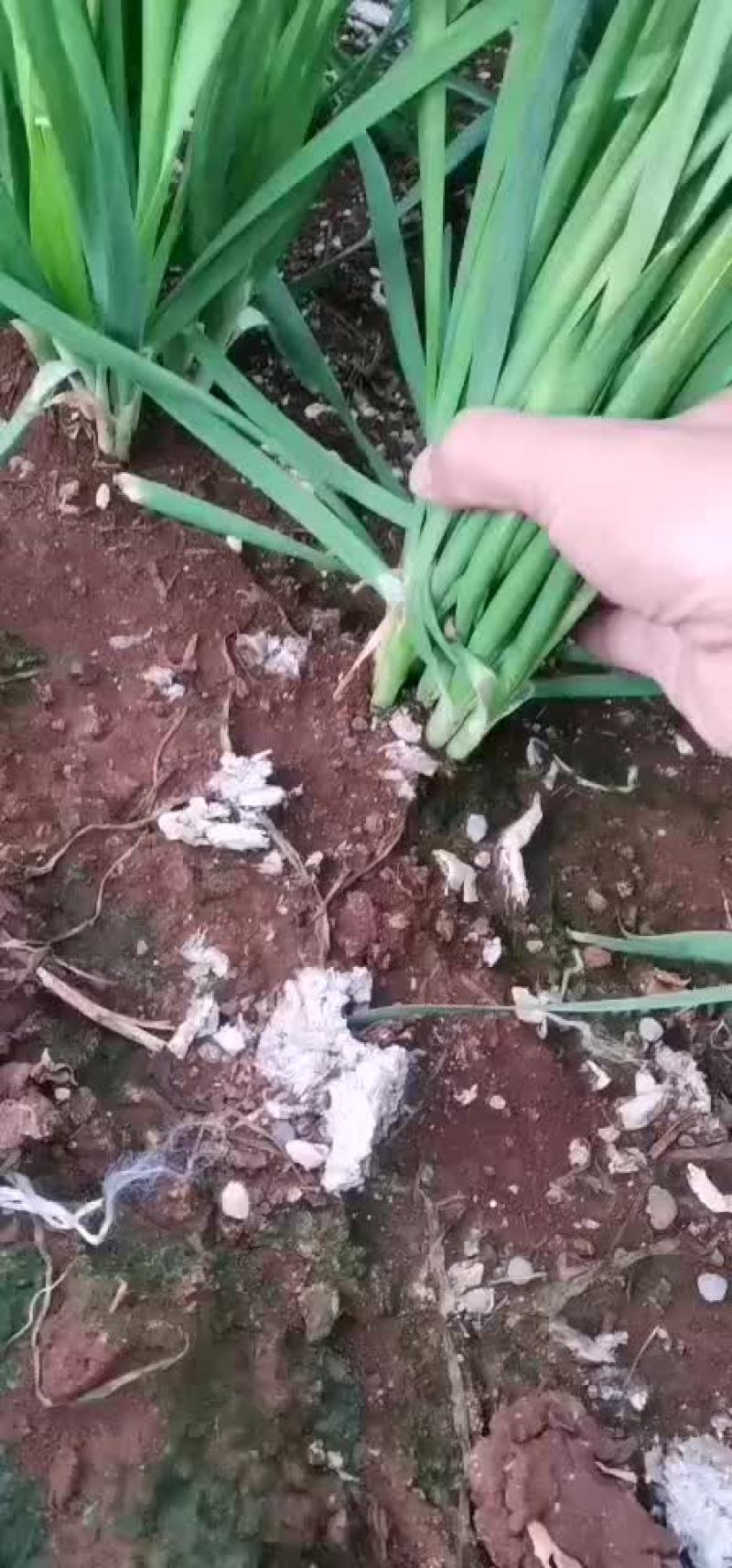 韭菜