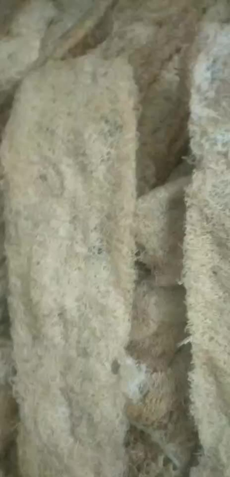 精品丝瓜络