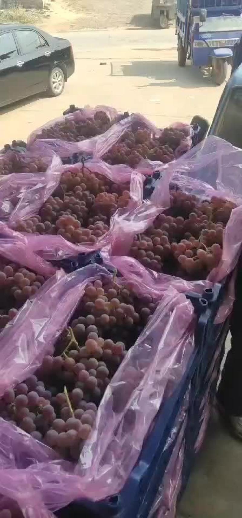 优质龙眼