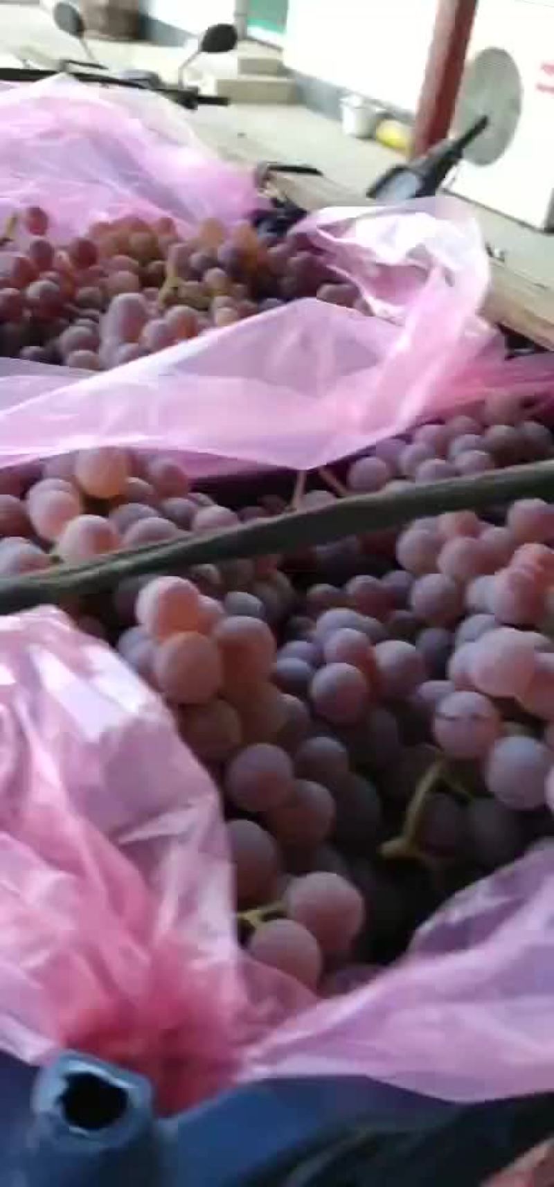 优质龙眼