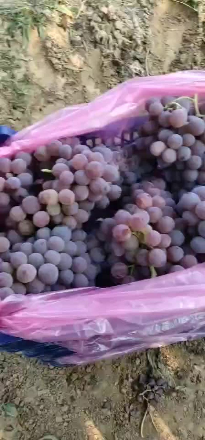 优质龙眼