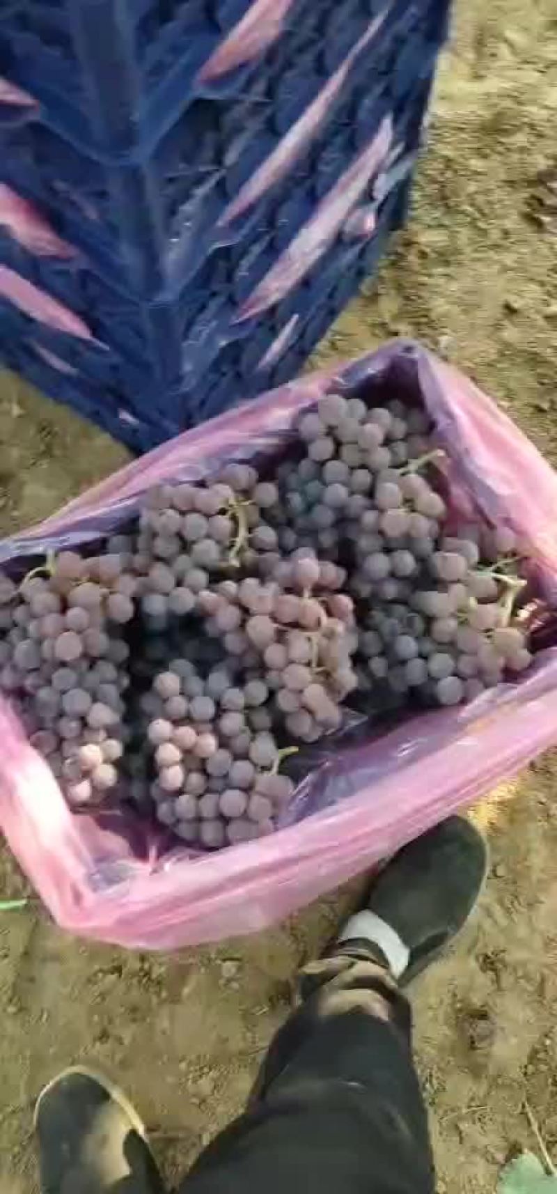 优质龙眼