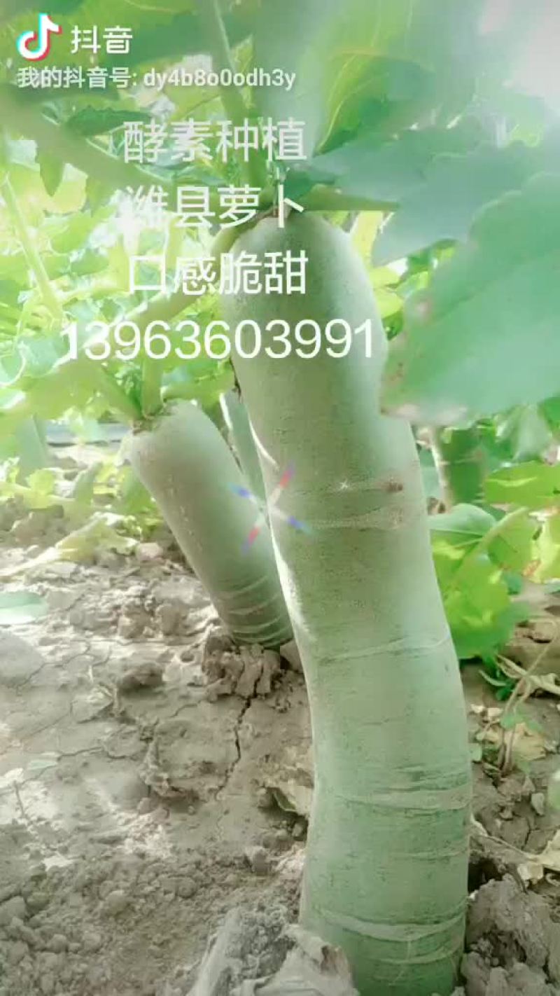 潍县萝卜，西瓜酵素种植
