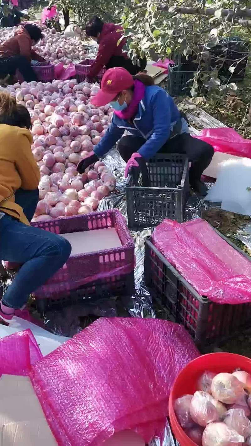 高原冰糖心