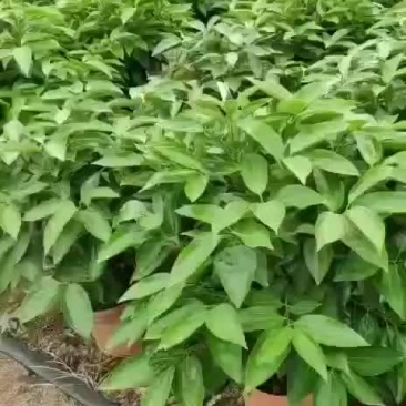 平安树