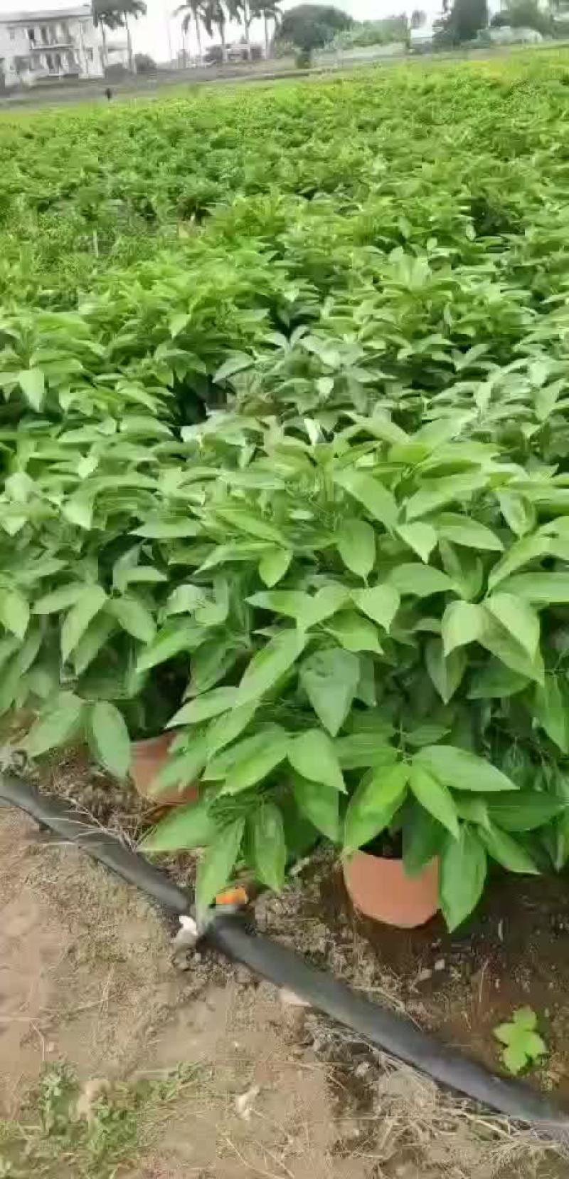 平安树