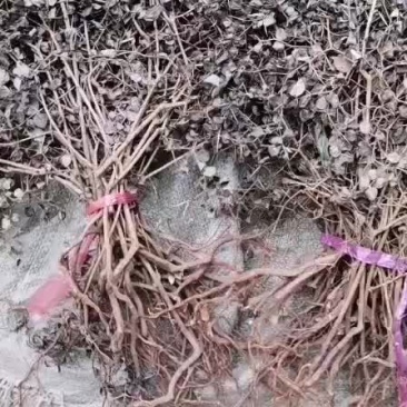 绣花针选货，颜色青绿。全部小颗选货