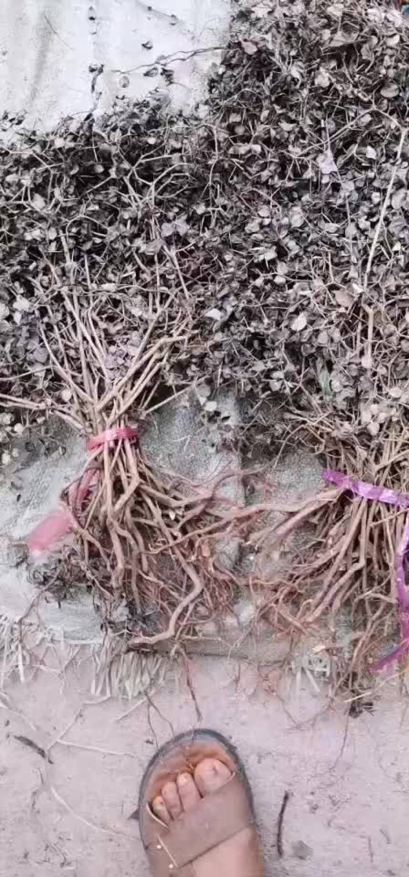 绣花针选货，颜色青绿。全部小颗选货