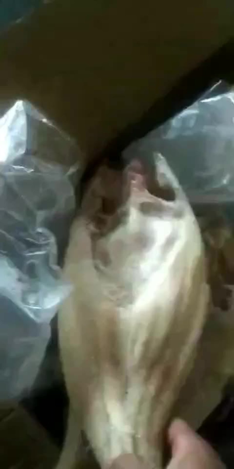 8/9/10/11/条开背巴沙鱼有接柜的吗