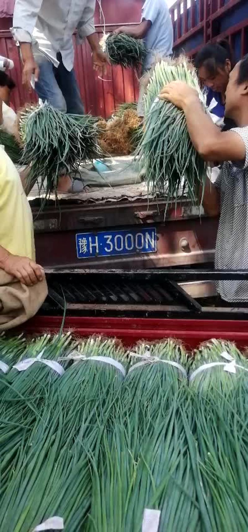 小葱！四季黑叶小钢葱！大葱种苗！