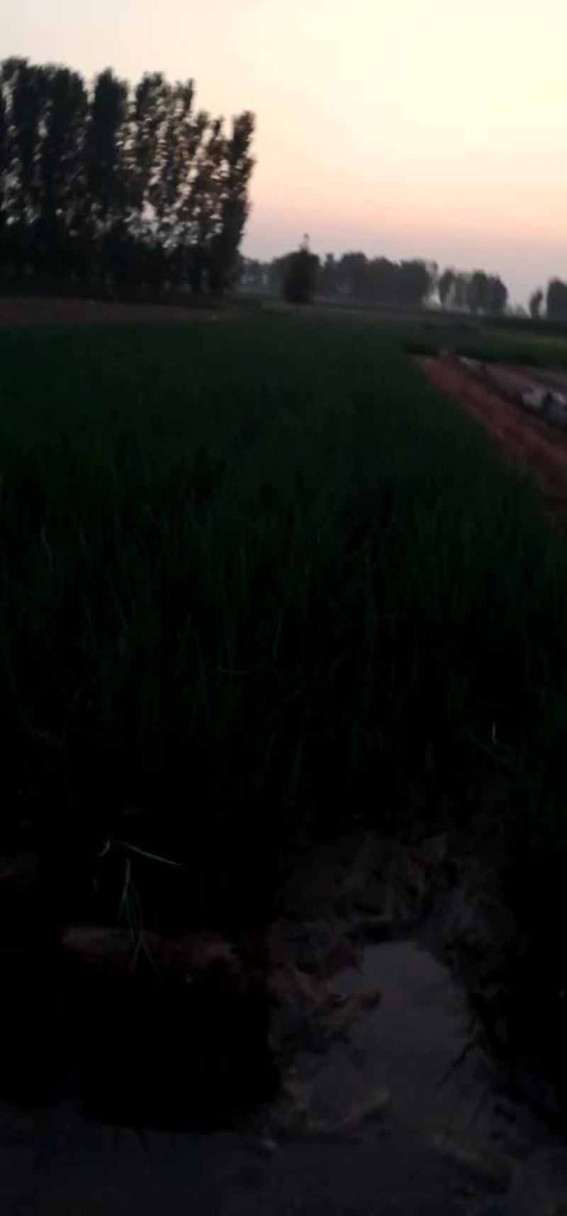 小葱！四季黑叶小钢葱！大葱种苗！