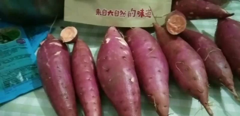 西瓜红夏薯，大田苗