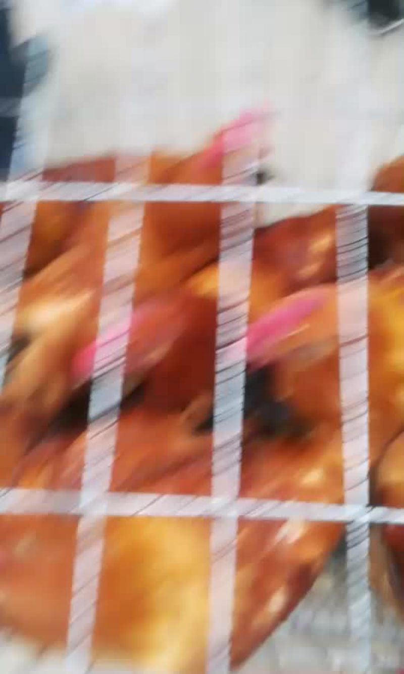 大量出售乌肉鸡