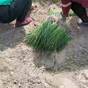 洋葱苗