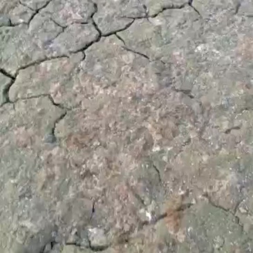 成品番鸭，飞鸭