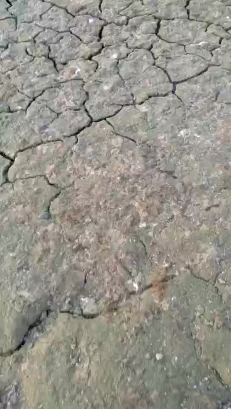 成品番鸭，飞鸭