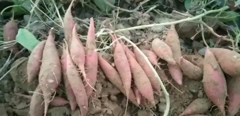 西瓜红夏薯