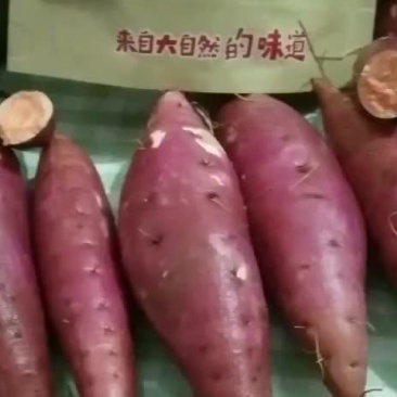西瓜红夏薯
