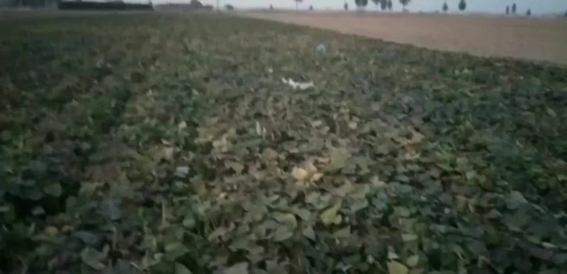 西瓜红夏薯