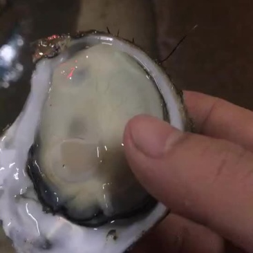 中蚝