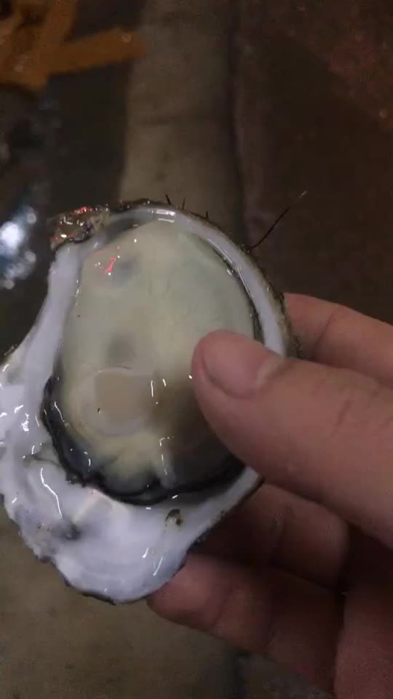 中蚝