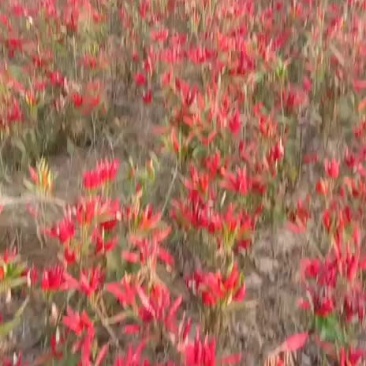 红辣椒朝天椒