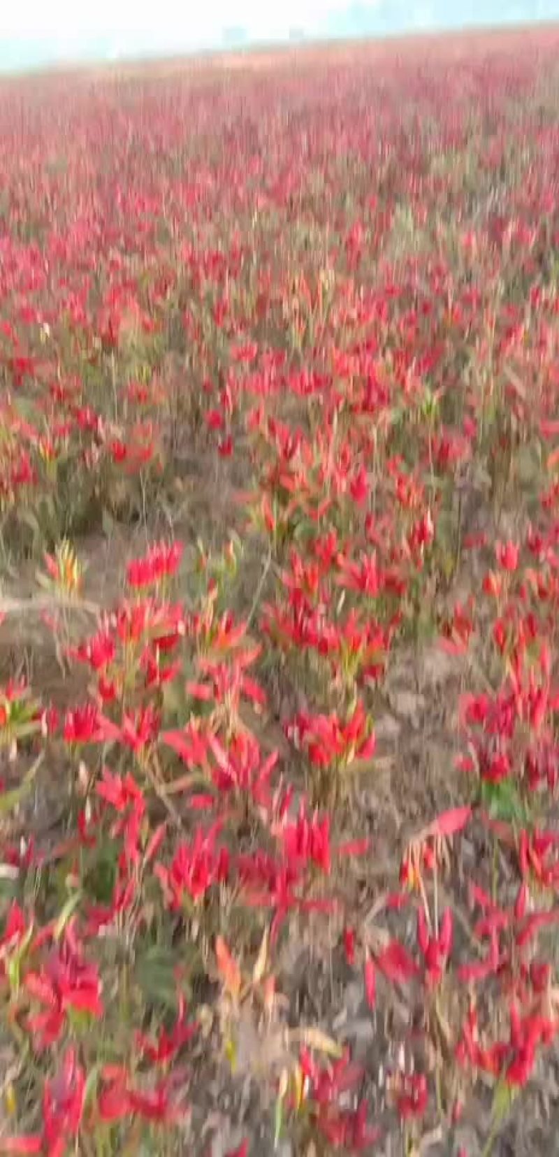 红辣椒朝天椒
