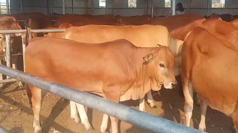 黄牛犊鲁西黄牛改良肉牛全国免费送货