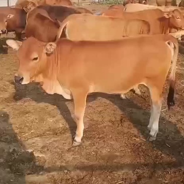 黄牛犊鲁西黄牛改良肉牛全国免费送货