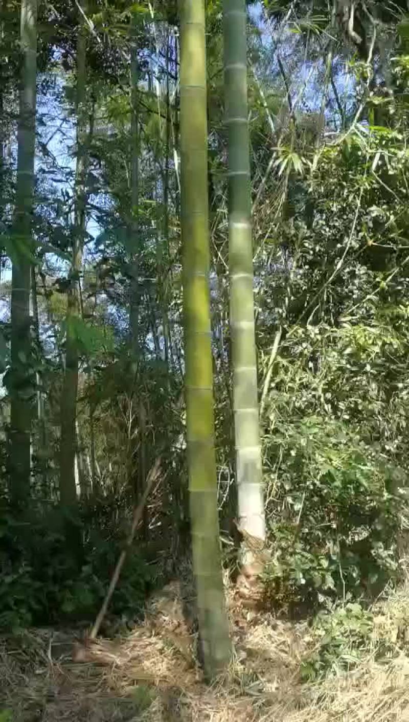 毛竹