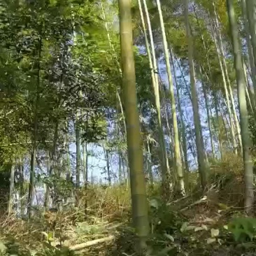 毛竹