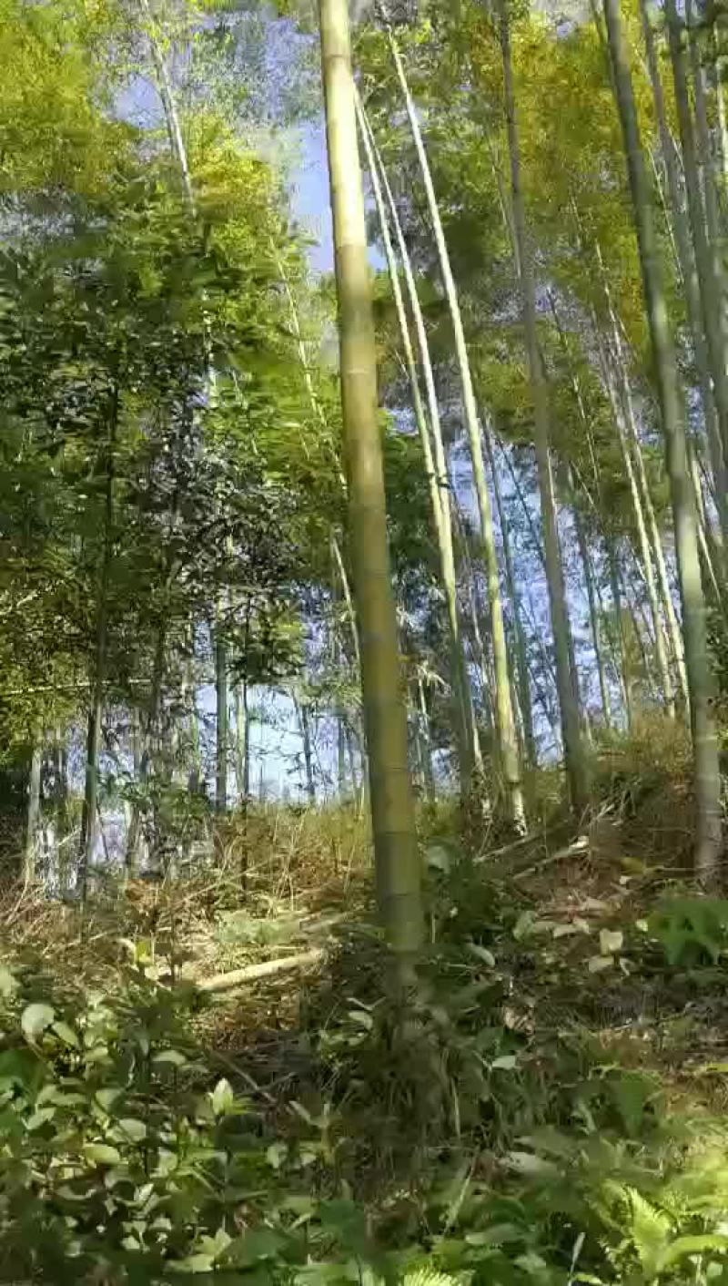 毛竹