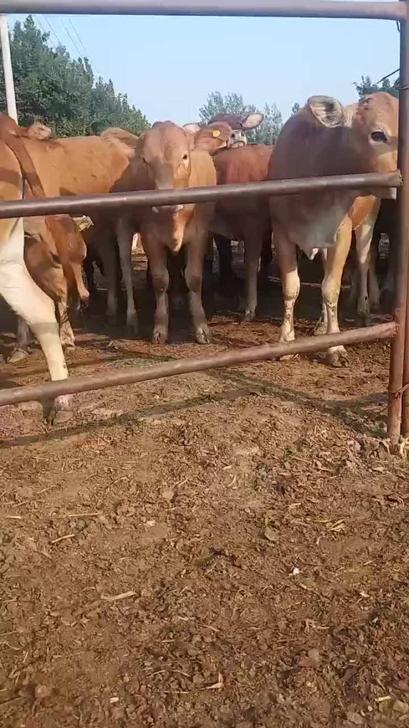 黄牛鲁西黄牛犊免费送货送铡草机一台包技术