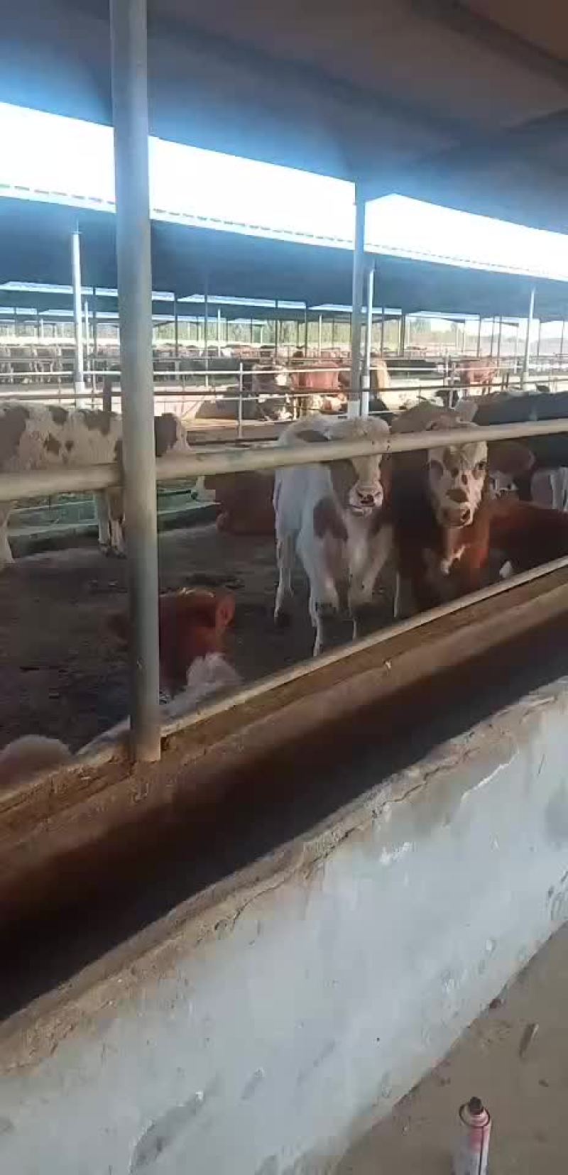 黄牛鲁西黄牛犊免费送货送铡草机一台包技术