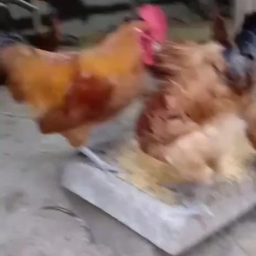 土鸡
