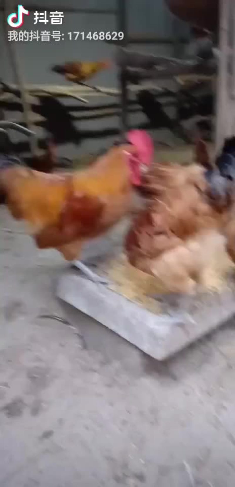 土鸡