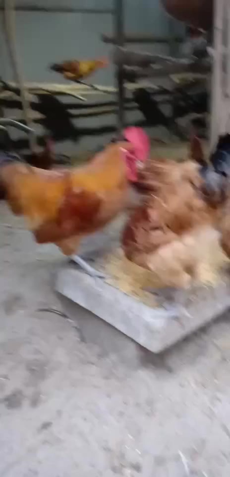 土鸡