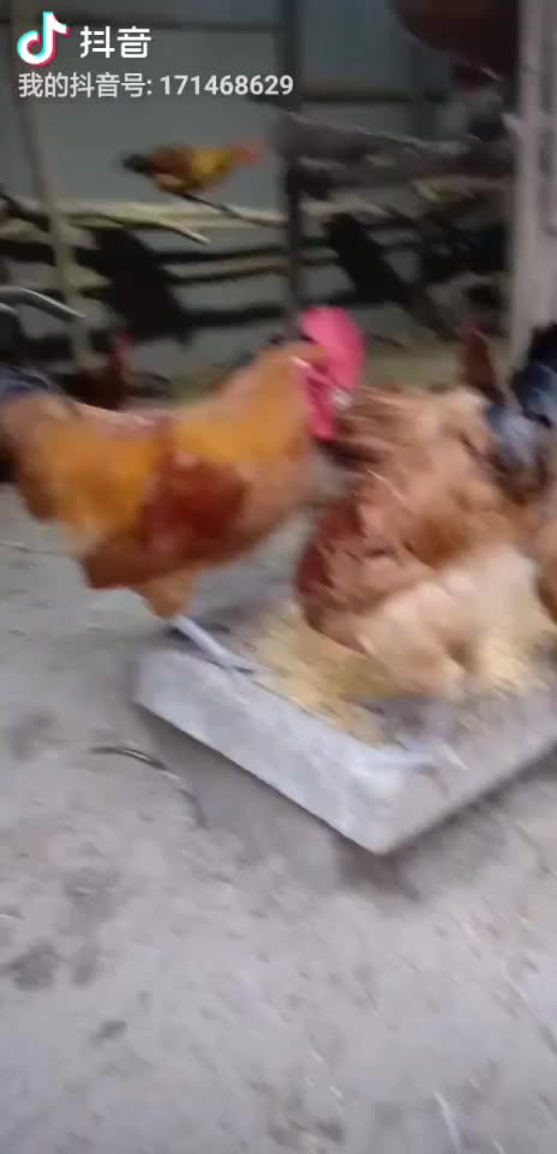 土鸡