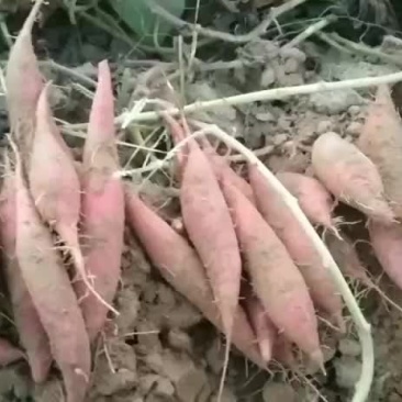 西瓜红夏薯