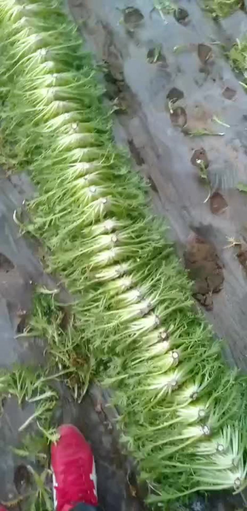 苦菊大量滞销有能力的老板们帮帮忙