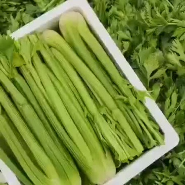 精品西芹