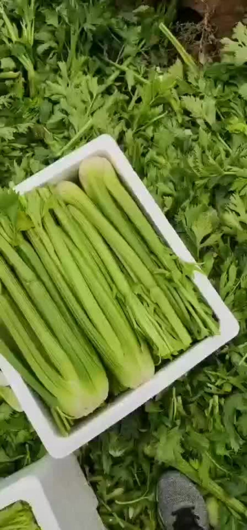 精品西芹