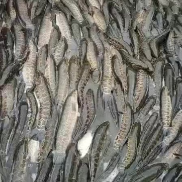 黑鱼