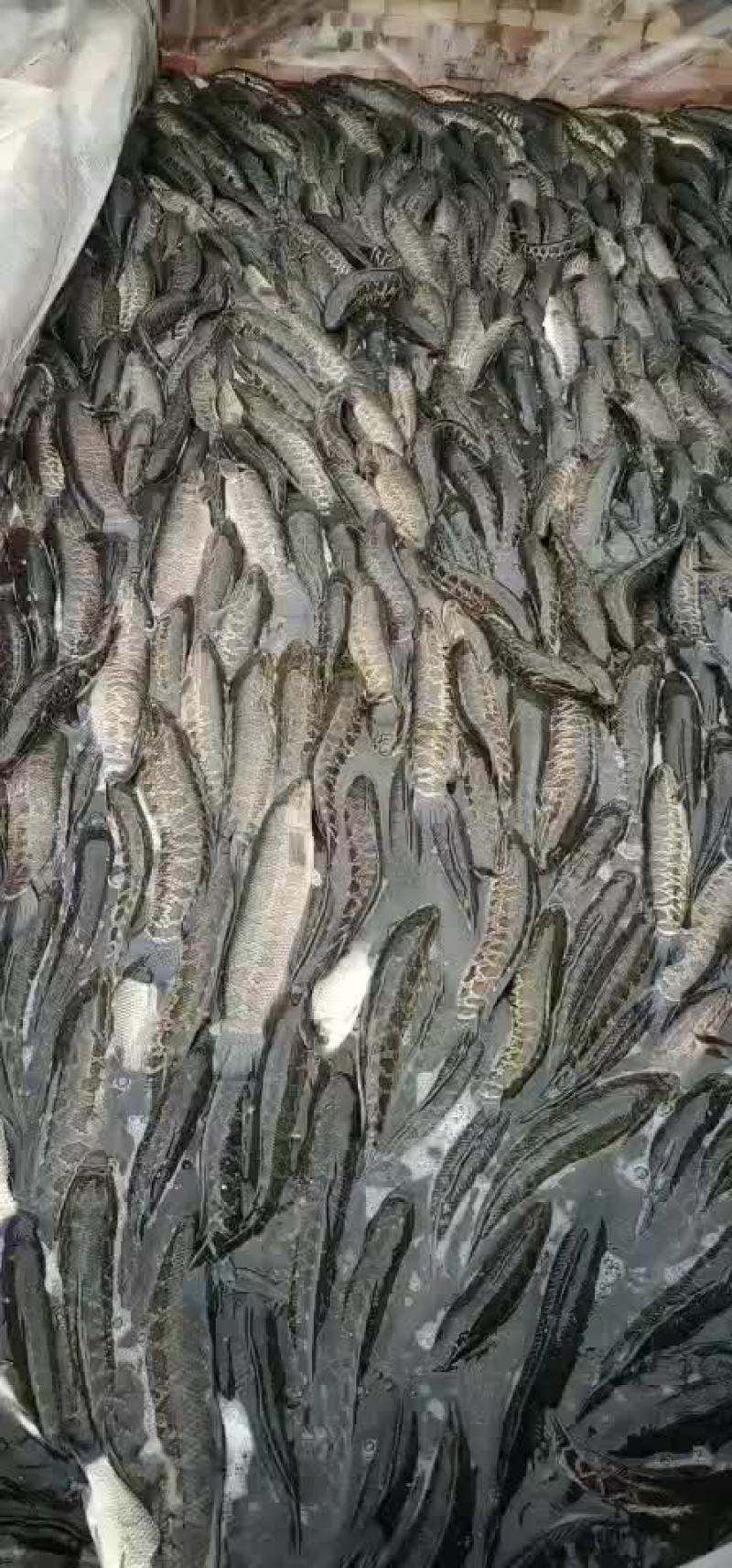黑鱼
