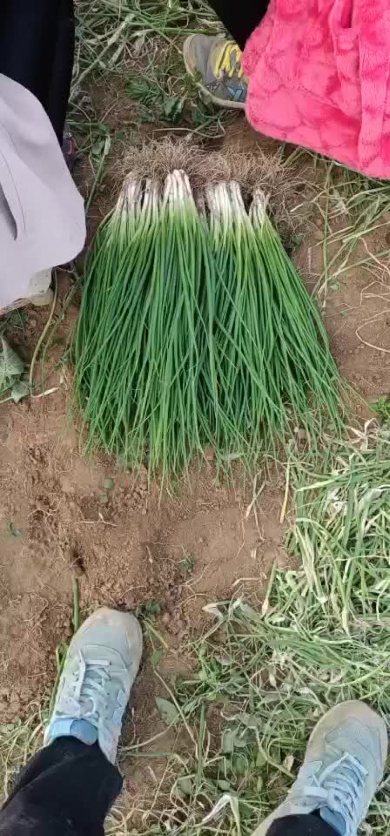 香葱