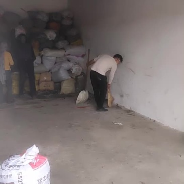 霜降果茶籽