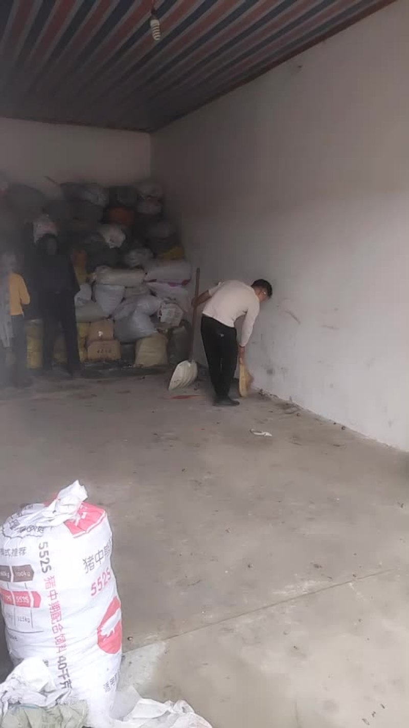 霜降果茶籽