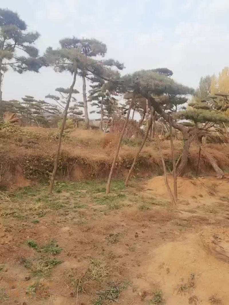 造型油松