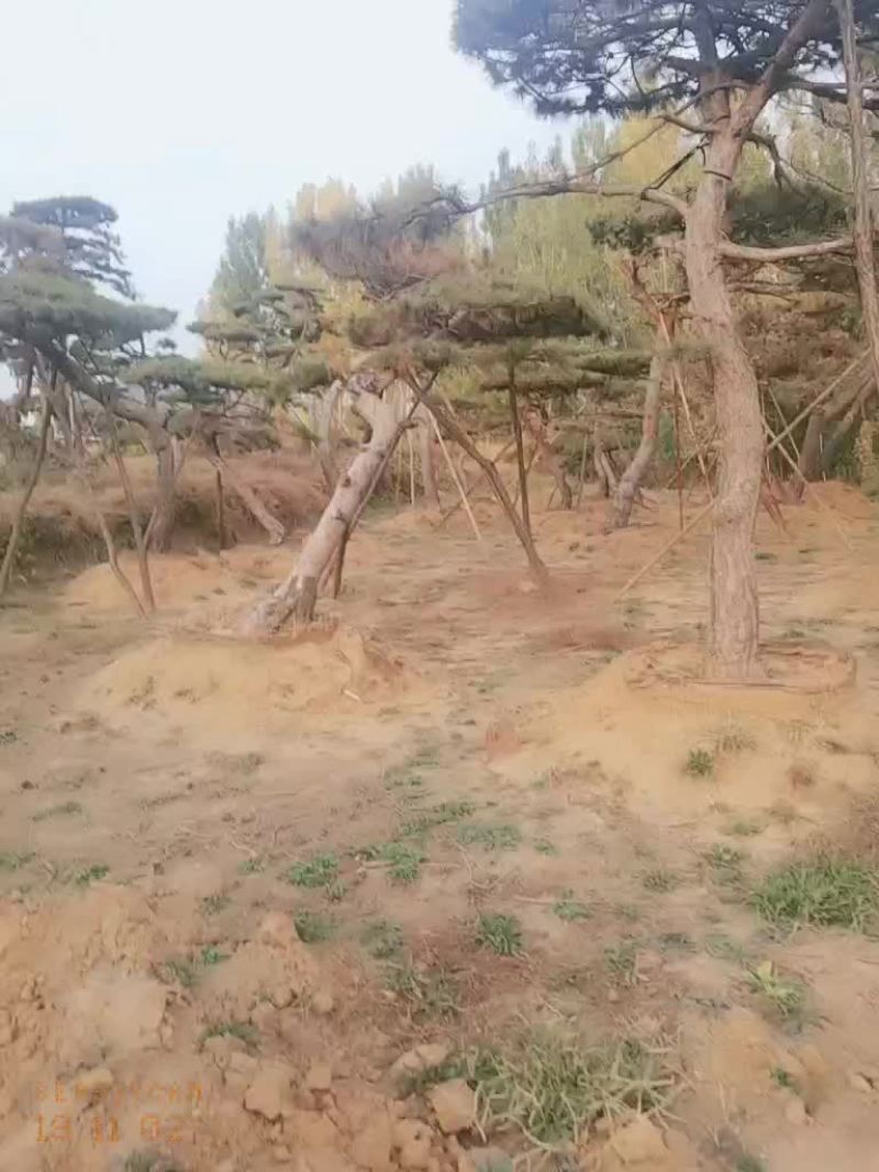 造型油松